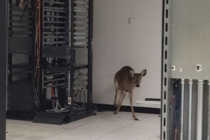 A Deer Breaks into a North American Datacenter